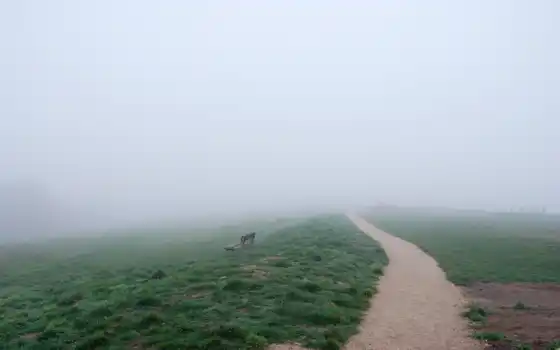 туман, дорога, поле, природа, категории, фоны, скамейка, лошадь, 
