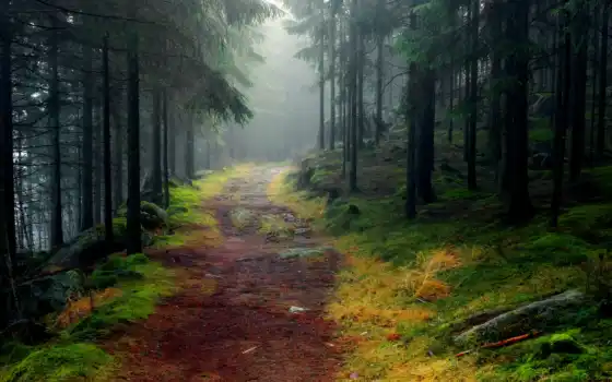 лес, природа, дерево, туман