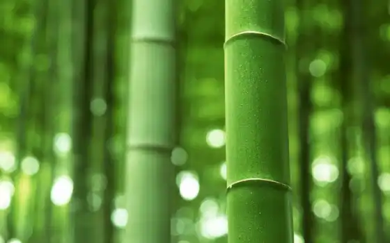 бамбук, бамбука, лес, 