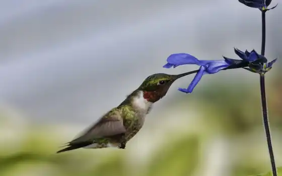 колибри, красивые, полет, счастье, птица, микс, цветы, 