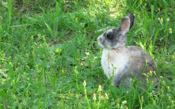 хлопчатобумажный, заяц, животное, хлопчатник, лучший из, черный, трава, кролик