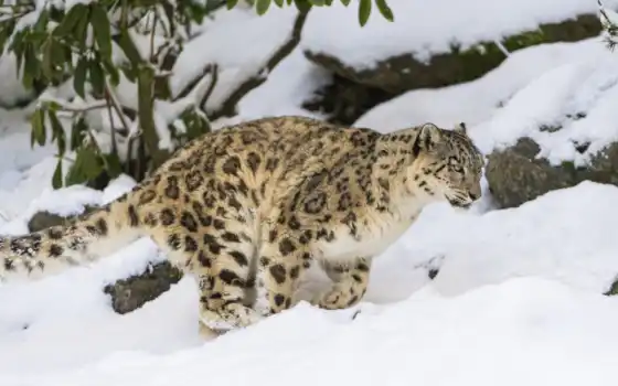снег, леопард