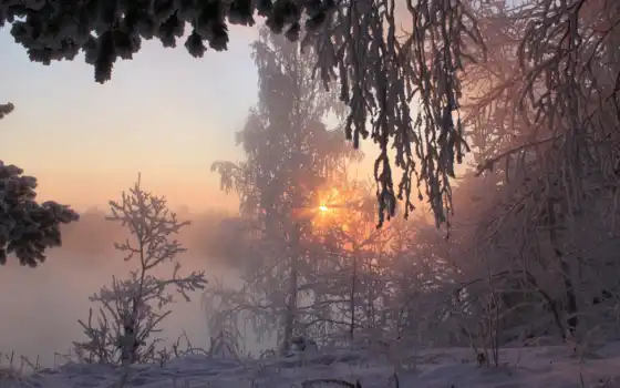 лес, солнце, зима