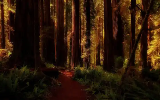 красная древесина, лес, пейзаж, пиксели, тропинка, калифорния,