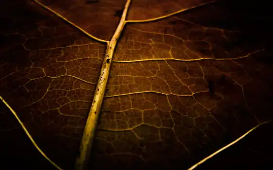 plain, leaf, браун, картинка, лист, макро, miscellaneous, dry, 