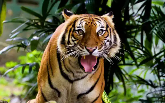 тигр, удивленный, индийский, усы, взгляд, морда, полосатая, кошка, картинка, картинку, 