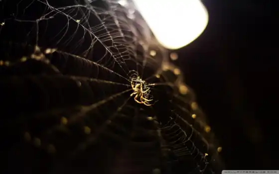 паук, web, янв, 