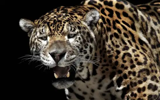 ласки, животные, леопард, jaguar, ecran,