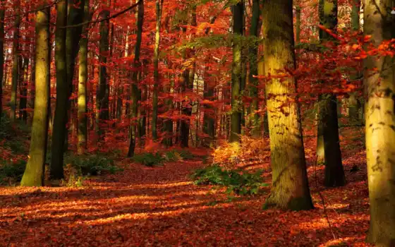 игры, лес, осень, вдохновение, маленькие, кукла, сопли, сновидения,