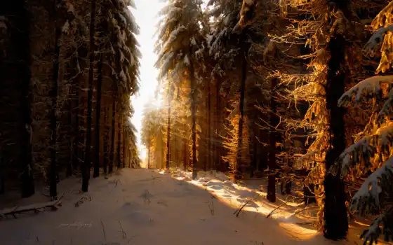 лес, зима, солнце, iphone, свиные, покрывала,