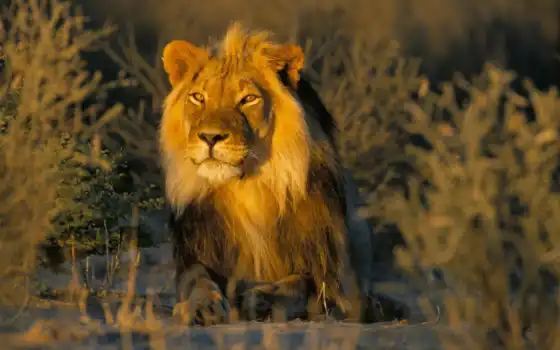 лев, животное, закат
