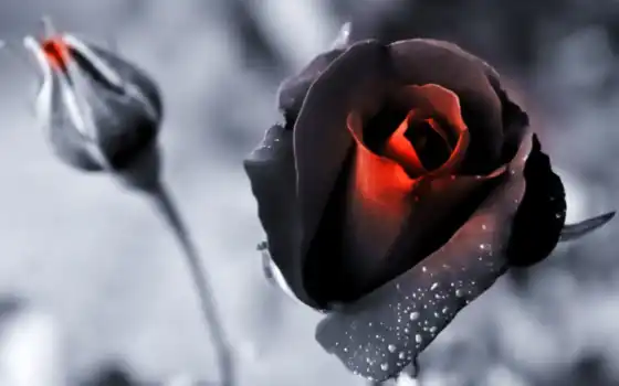 розы, цветы, бутон, красный, снег,