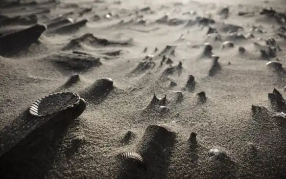 песок, море, жизнь, серый, панцирь