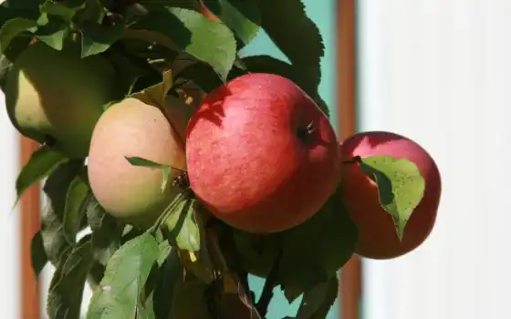яблоко, плод