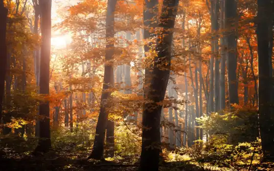 природа, лес, осень, листья, пасть, желтые, 
