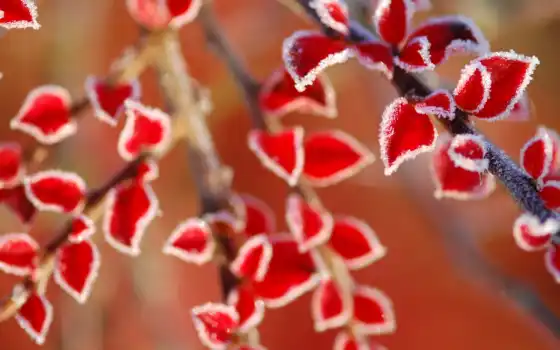 листья, иней, red, desktop, preview, winter, природа, макро, 
