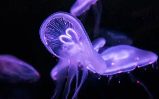 jellyfish, purple, underwater, bedding