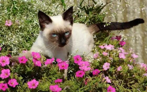  ,  ,  ,  ,  , цветы