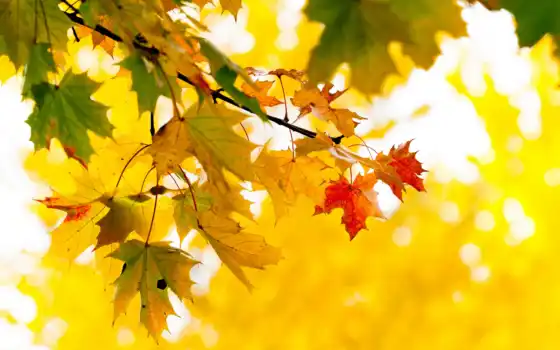 листья, осень, желтые, дерево, клен, ветка, природа, 
