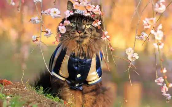 цветы, кот, костюм, сидит, Сакура, животные, 