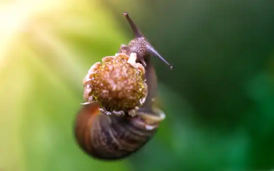snail, eating, природа, зелёный, цветы, клубника, animals, 