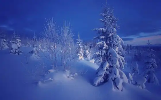 дерево, even, снег, winter