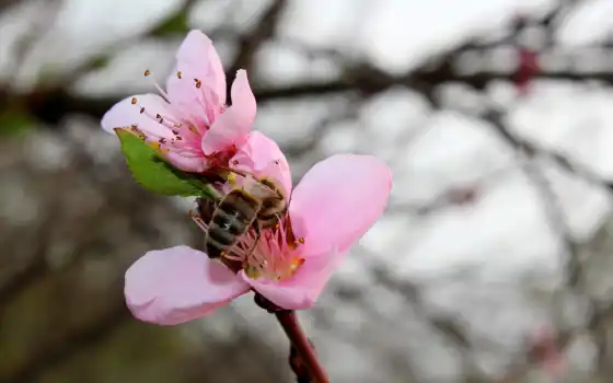 весна, персик, flowers, изображение, картинка, 