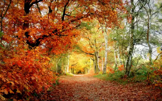 осень, лес, тропинка, парк
