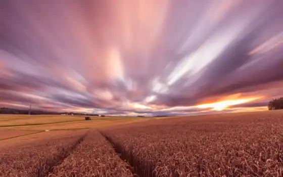 закат, поле, пшеница, вечер