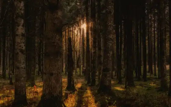 floresta, árvore, imagen