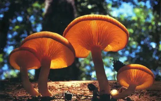 cogumelos, гриб, глубокая, alimentação, под классом, cogumelo, são, непал,
