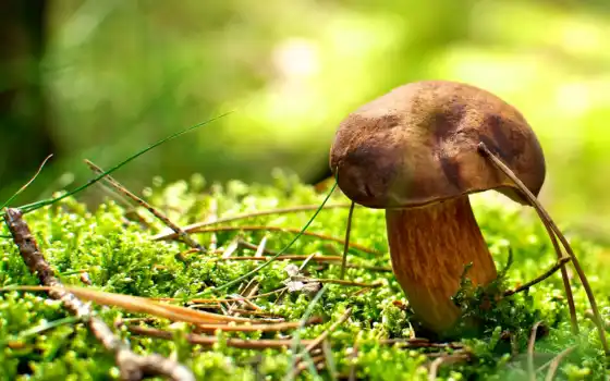 mushroom, мох, лес, mohovik, white, free, осень, трава, подберезовик, one