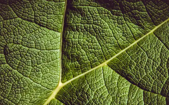 leaf, зелёный