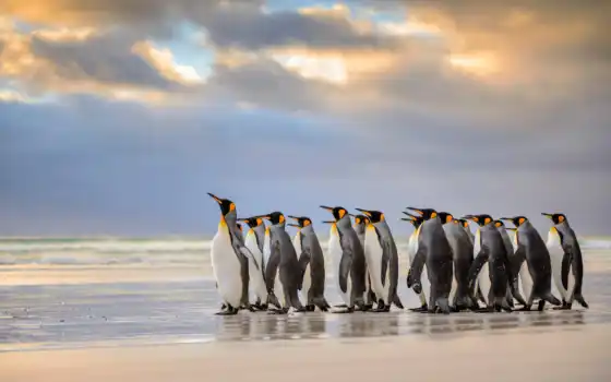 пингвины, лежащие,