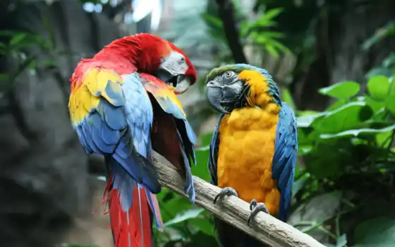 macaw, ara, почерпнуть, напугать, понять, что делать, ararauna, сколько лет