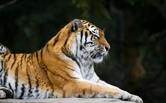 хищник, тигр