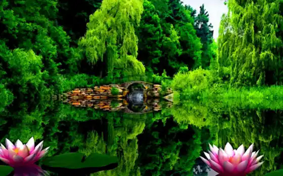 лилия, зеленый, вода, город, природа, парк, пруд, дерево
