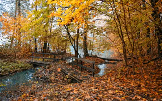 природа, листья, осень, осенние, места, деревья, фотографии, мостик, 