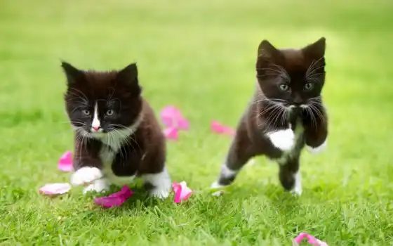 котенок, кошка, котенок, kotenk, трава, dnee, животное, dva, vesna, черная, run