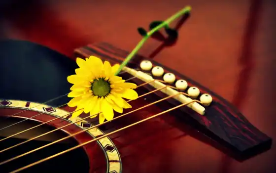 гитара, музыка, цветы, макро, девушка, 