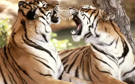 тигров, любовь, тигры, покажи, любовь, мне, тиграм,