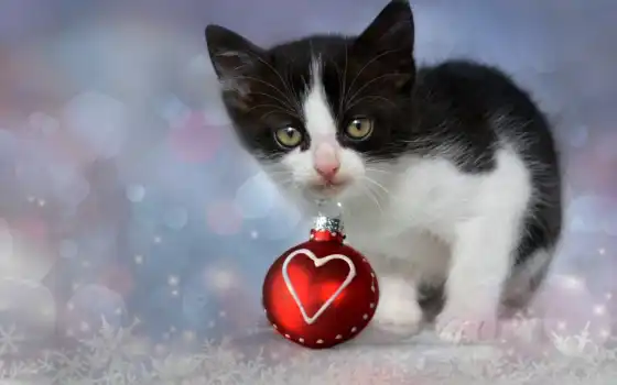 кот, sunday, фото, christmas, сердце, www, demokot, you