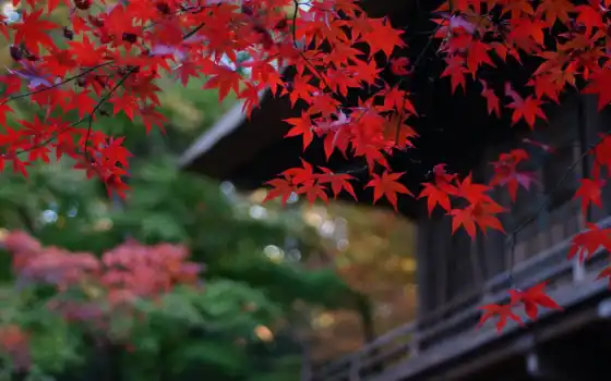 древесина, осень, глубокая глотка, очки, дом, цвет, красный
