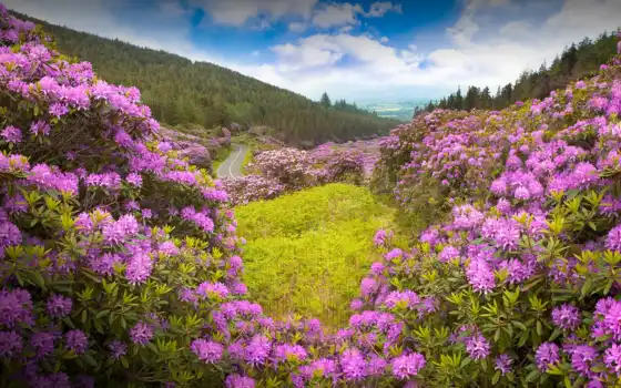 цветы, рододендрон, ирландия, пейзаж, передний план, облако, долина, небо, фиолетовый