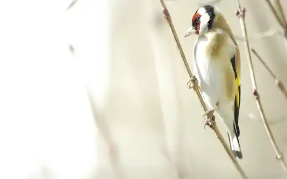 , , , птица, , ветвь, красный, 