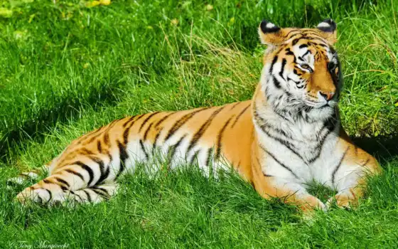 тигр, отдых, траве, полоски, морда, лежит, усы, картинка, животные, картинку, 
