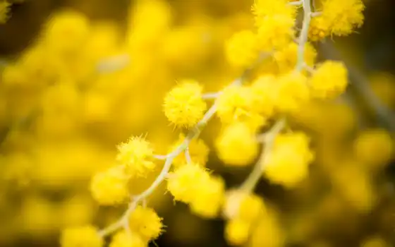 flowers, desktop, photography, цветы, are, themes, yellow, blurred, 