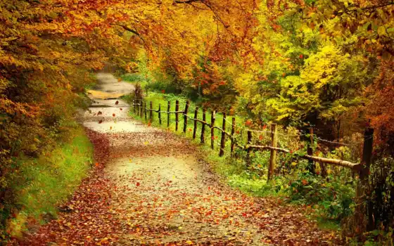осень, деревья, пейзаж, лес, ли принадлежность, тропинка, забор, дерево,