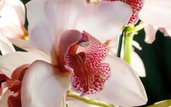 обои на рабочий стол, красивые картинки, картинки для ipad, обои для android