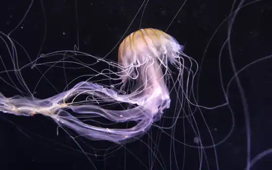 темные, медузы
